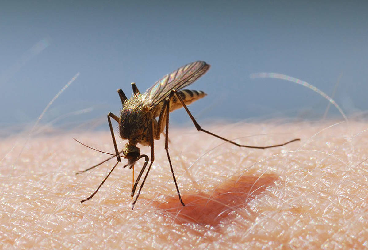 Swędzące bąble po ugryzieniu komara to wina śliny owada.