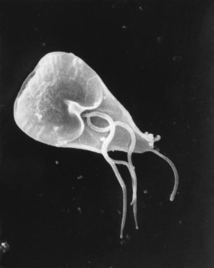 Pierwotniak Giardia intestinalis wywołujący giardiozę. Fot. Public Health Image Library