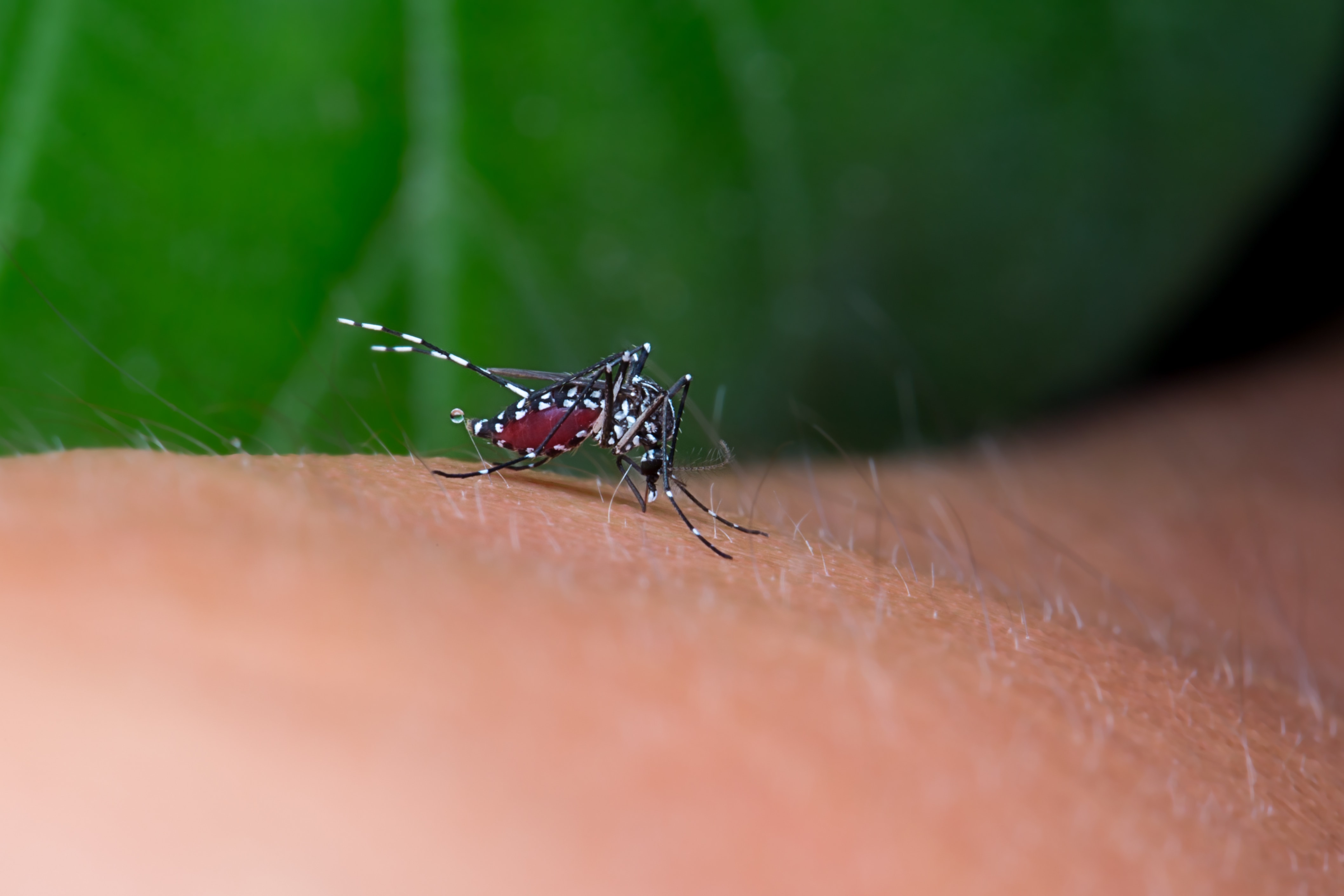 Japońskie zapalenie mózgu wywołuje wirus przenoszony przez komary