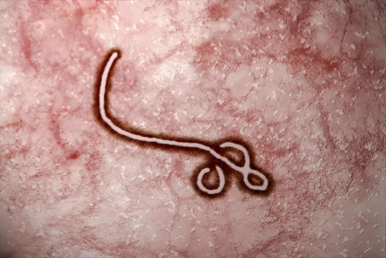 W 2018 roku ma być gotowa do użytku szczepionka dająca 100-procentową ochronę przed groźnym wirusem Ebola.