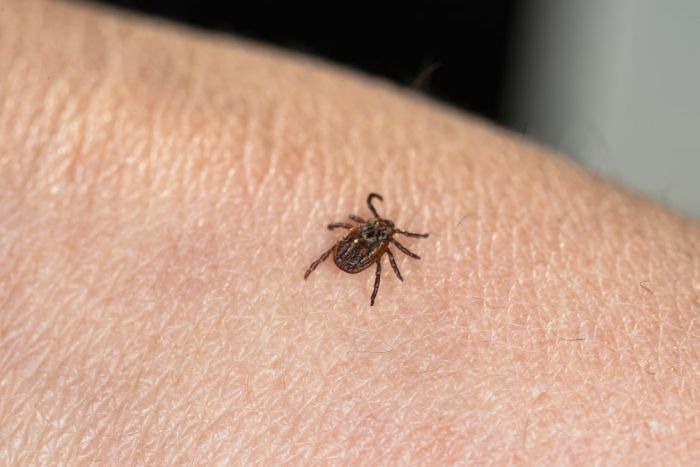 Tick-borne encephalitis is caused by a virus that is spread by ticks
