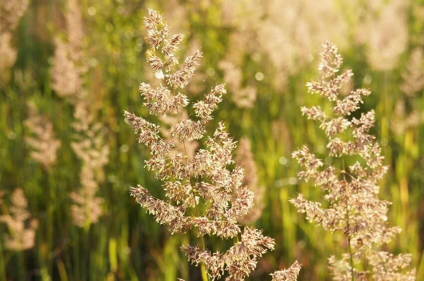 Kłosówka wełnista. Pyłki traw mogą powodować alergię.