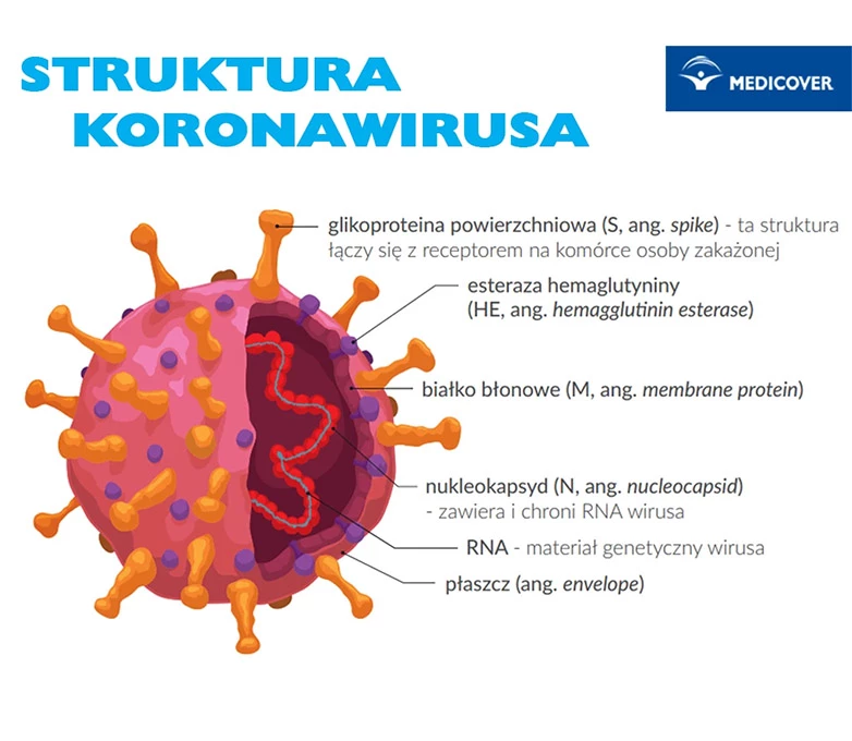 Koronawirus struktura. 