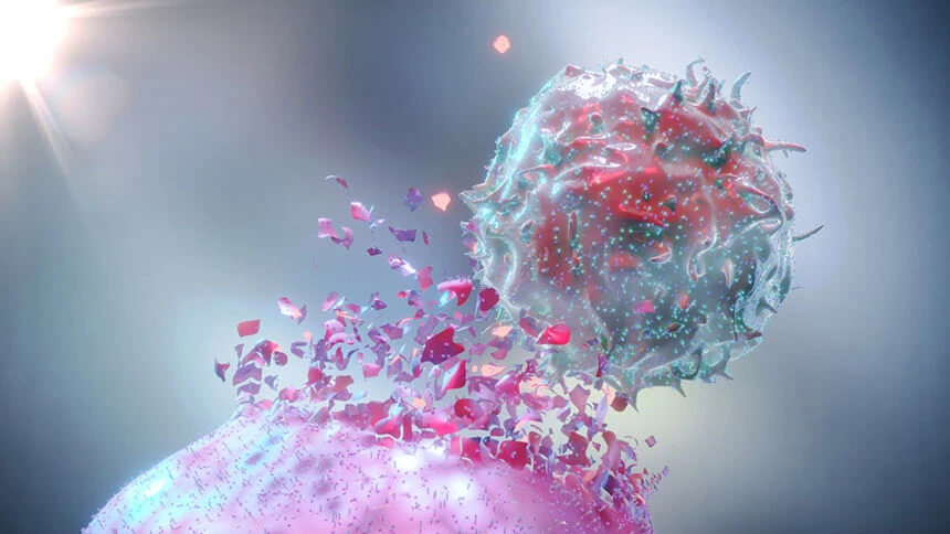 Limfocyty NTK niszczą obce komórki antygenowe.