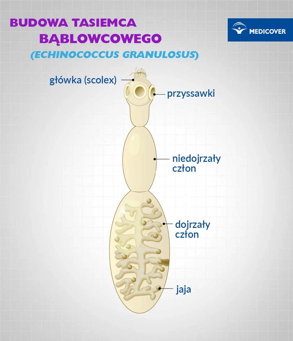 Budowa tasiemca bąblowcowego Echinococcus Granulosus.