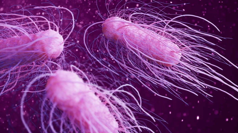 Bakterie z grupy Salmonella mogą znajdować się w miejskiej fontannie.