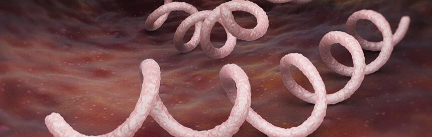 Bakteria krętek blady wywołująca syfilis.
