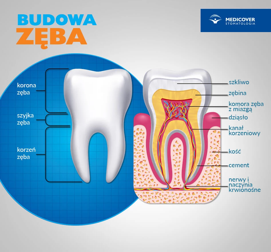 Budowa zęba