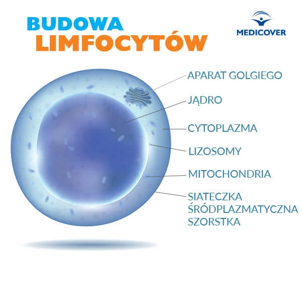 Budowa limfocytów: dominuje ogromne jądro; w cytoplaźmie znajdują się m.in. mitochondria.