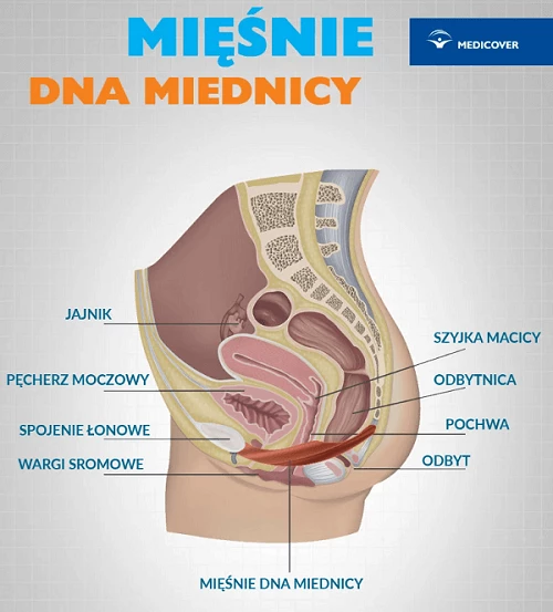 Gdzie są mięśnie Kegla?