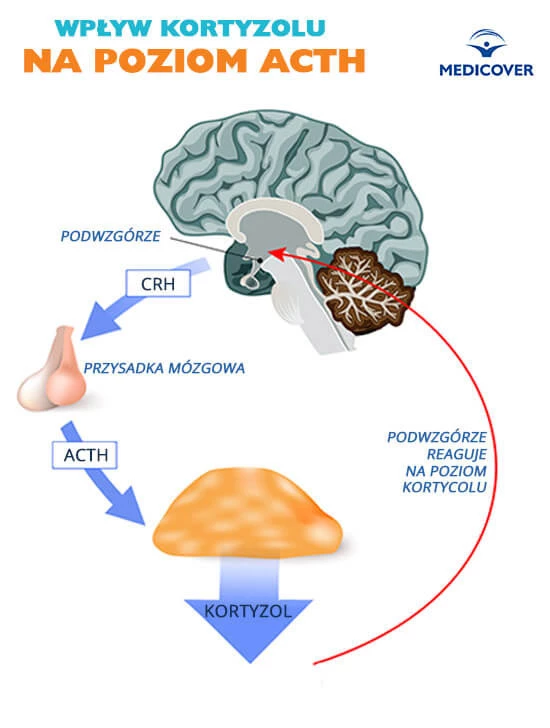ACTH i wpływ kortyzolu na wydzielanie hormonu.