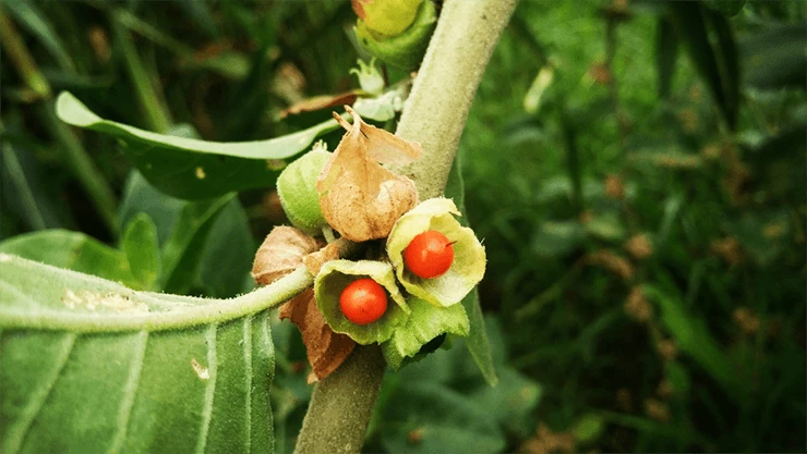 Ashwagandha jest wykorzystywana w tradycyjnej medycynie indyjskiej (ajurweda), w której znana jest ze swoich właściwości prozdrowotnych. Pozytywnie wpływa na zmniejszenie poziomu kortyzolu (hormonu stresu) i odporność organizmu.