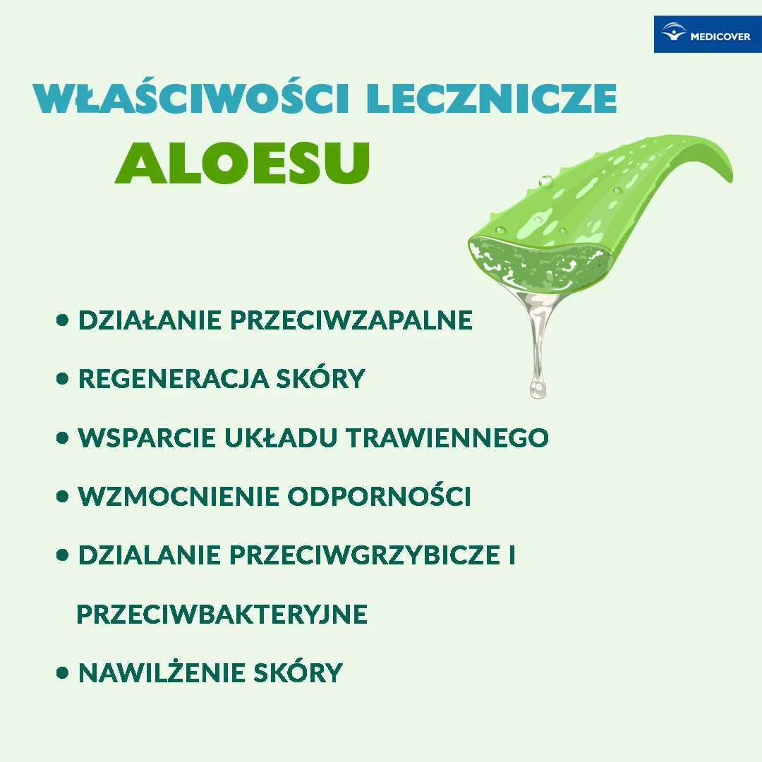 Aloes wykazuje właściwości przeciwzapalne, regeneracyjne oraz nawilżające. Grafika: Arif_Vector / Shutterstock