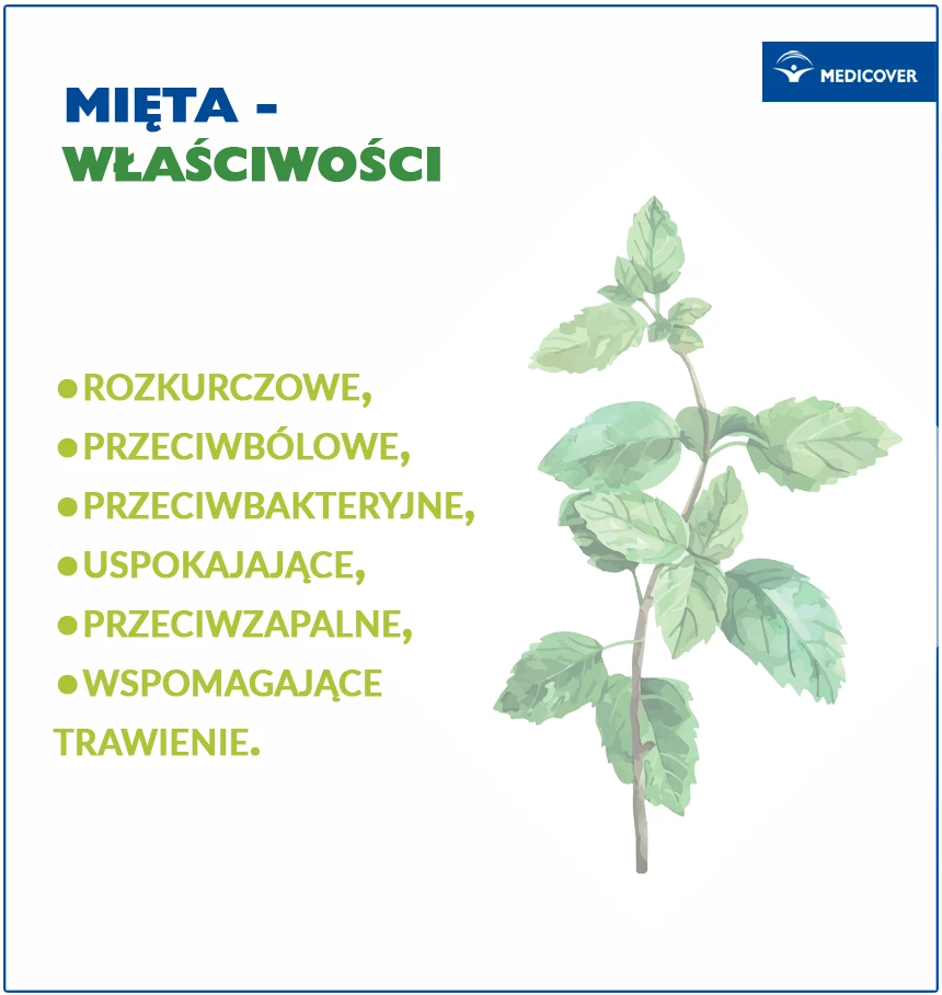 Właściwości mięty. Zdjęcie: Nitr / Shutterstock