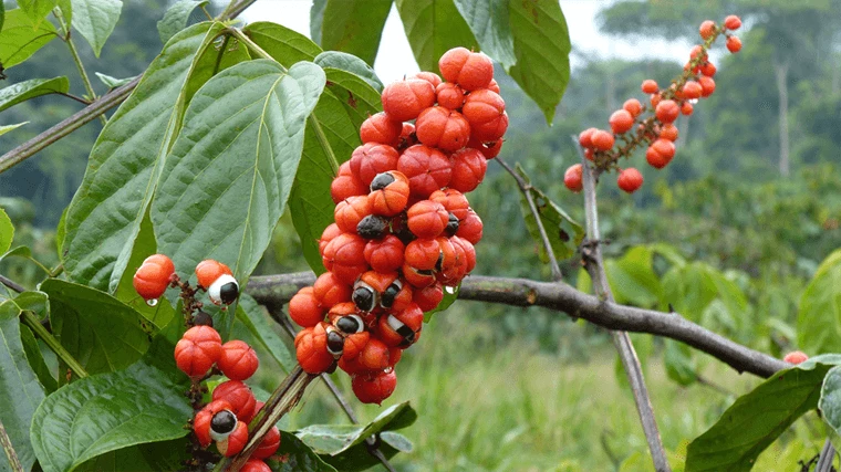 Guarana to jeden ze składnników energetyków, który zawiera kofeinę. 