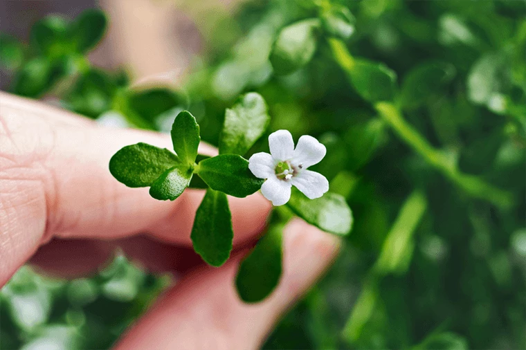 Bacopa Monnieri - zmniejsza stany lękowe, działa uspokajająco.&nbsp;