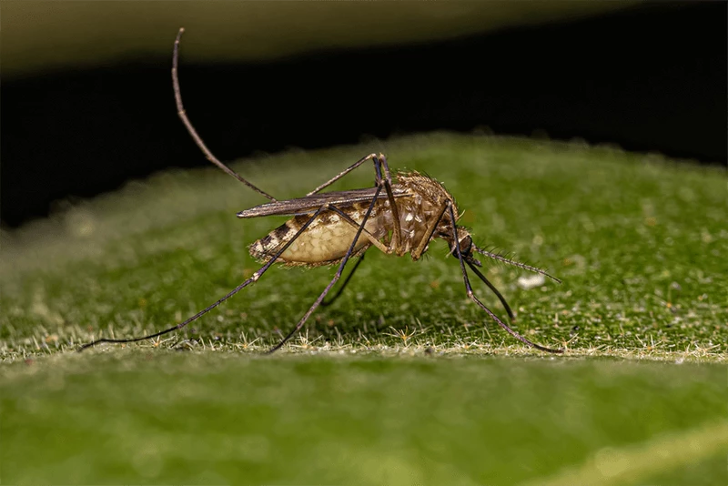 Komar Culex quinquefasciatus może także przenosić wirusa Zachodniego Nilu na dzikie ptaki. Zdjęcie: Vinicius R. Souza / Shutterstock