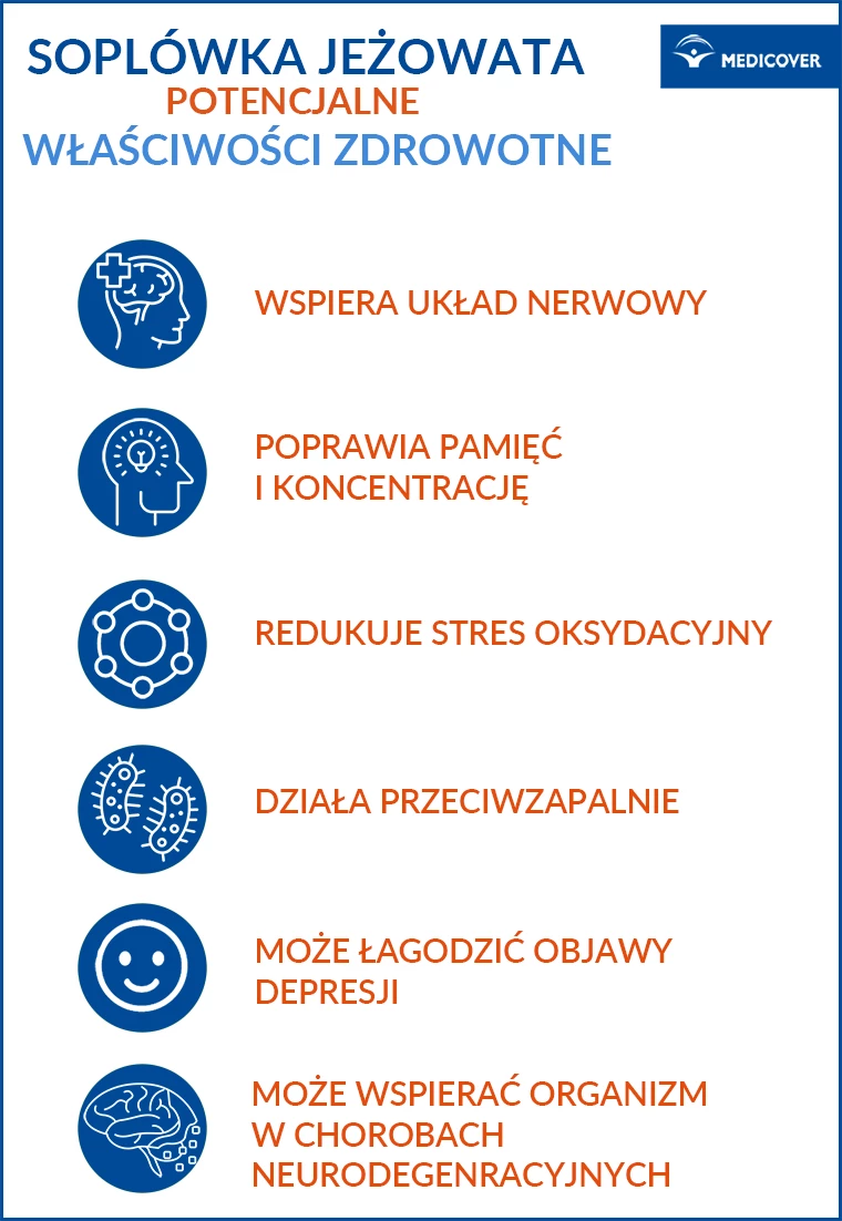 Infografika: najważniejsze działanie sopl&oacute;wki jeżowatej (Hericium erinaceus) na organizm człowieka.