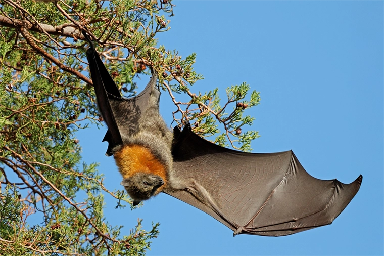 Lis szary (Pteropus poliocephalus) występuje m.in. w Australii Południowa Zdjęcie: EcoPrint / Shutterstock