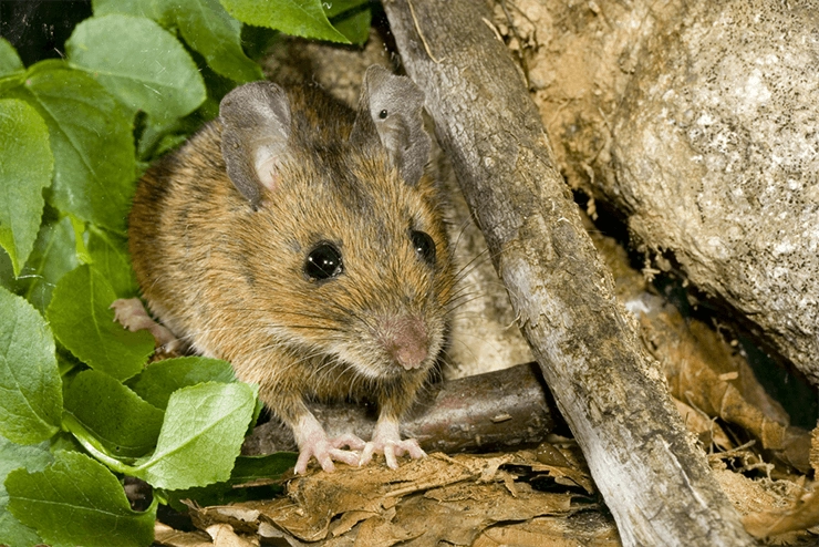 Hantawirusa mogą przenosić gryzonie. Zdjęcie: Marco Maggesi/Shutterstock