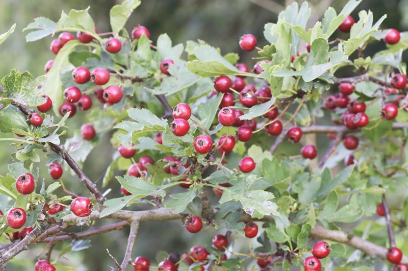 Głóg (Crataegus L.). Krzew przyjazny sercu