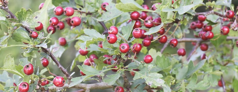 Głóg (Crataegus L.)