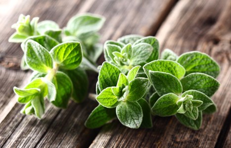 Oregano w&nbsp;kuchni i&nbsp;w aptece