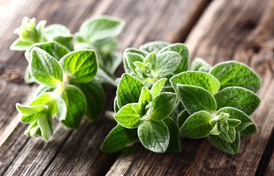 Lebiodka pospolita czyli oregano w kuchni i w aptece