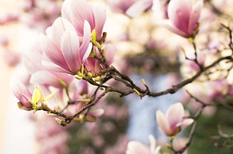 Magnolia. Wonna inspiracja