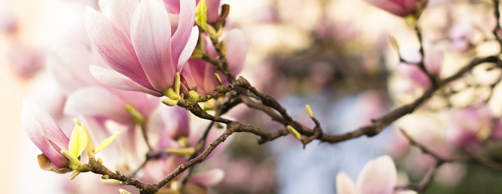 Magnolia