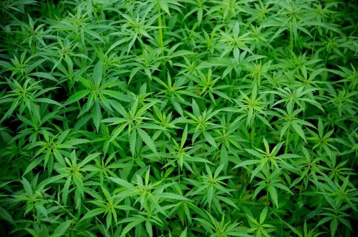 Marihuana – jaki wpływ na zdrowie ma marihuana?