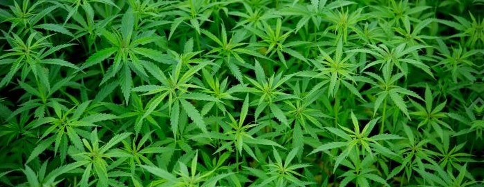 Marihuana ma wiele właściwości leczniczych
