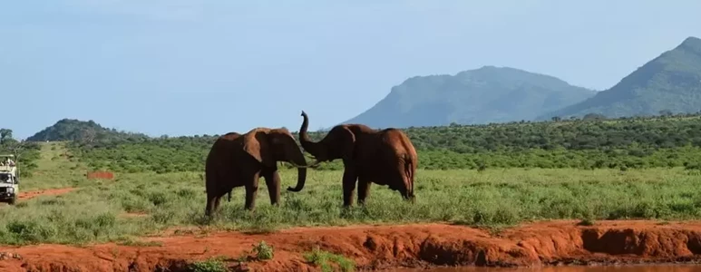 Kenia szczepienia