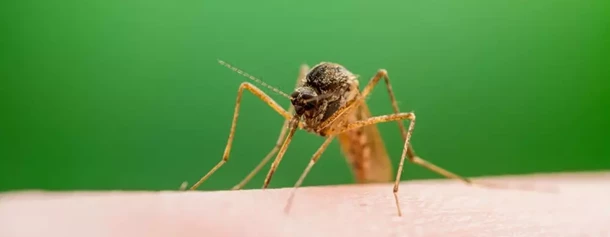 Samica komara Anopheles przenosząca zarodźca malarii
