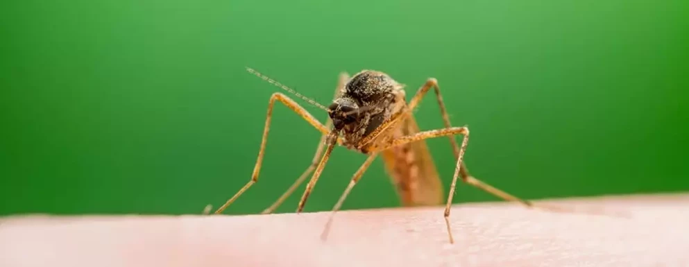 Samica komara Anopheles przenosząca zarodźca malarii