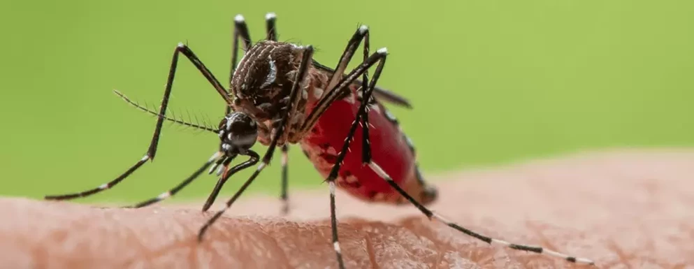 Komar Aedes aegypti – wektor przenoszący wirusa chikungunya